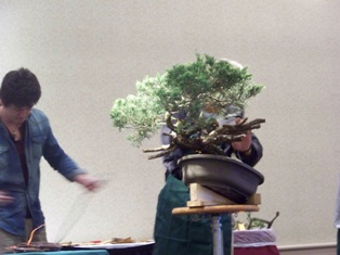 Isao Omachi juniper bonsai demonstration step 8 at MABS 2012 Spring Festival