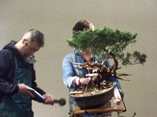 Isao Omachi juniper bonsai demonstration step 9 at MABS 2012 Spring Festival