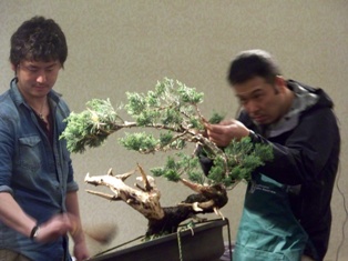 Isao Omachi juniper bonsai demonstration step 11 at MABS 2012 Spring Festival