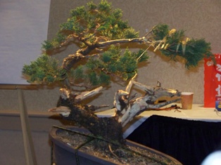 Isao Omachi juniper bonsai demonstration step 13 at MABS 2012 Spring Festival