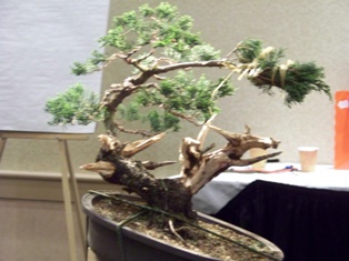 Isao Omachi juniper bonsai demonstration step 14 at MABS 2012 Spring Festival
