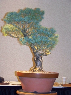 Isao Omachi Japanese black pine bonsai demonstration step 1 at MABS 2012 Spring Festival