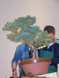 Isao Omachi Japanese black pine bonsai demonstration step 3 at MABS 2012 Spring Festival