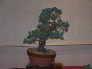 Isao Omachi Japanese black pine bonsai demonstration step 5 at MABS 2012 Spring Festival