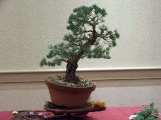 Isao Omachi Japanese black pine bonsai demonstration step 6 at MABS 2012 Spring Festival