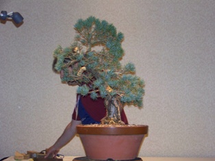 Isao Omachi Japanese black pine bonsai demonstration step 7 at MABS 2012 Spring Festival