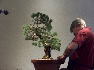 Isao Omachi Japanese black pine bonsai demonstration step 8 at MABS 2012 Spring Festival