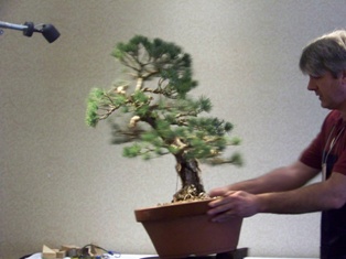Isao Omachi Japanese black pine bonsai demonstration step 9 at MABS 2012 Spring Festival