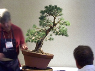 Isao Omachi Japanese black pine bonsai demonstration step 10 at MABS 2012 Spring Festival