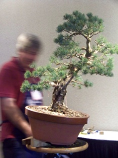 Isao Omachi Japanese black pine bonsai demonstration step 11 at MABS 2012 Spring Festival
