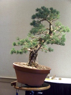 Isao Omachi Japanese black pine bonsai demonstration step 12 at MABS 2012 Spring Festival