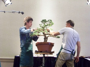 Isao Omachi Japanese black pine bonsai demonstration step 14 at MABS 2012 Spring Festival