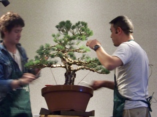Isao Omachi Japanese black pine bonsai demonstration step 16 at MABS 2012 Spring Festival