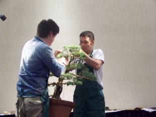 Isao Omachi Japanese black pine bonsai demonstration step 17 at MABS 2012 Spring Festival
