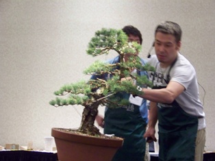 Isao Omachi Japanese black pine bonsai demonstration step 18 at MABS 2012 Spring Festival