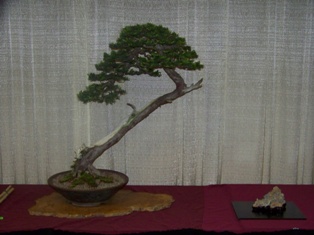 Professional bonsai exhibit #3 at MABS 2012 Spring Festival PIE, Mid-Atlantic Bonsai Societies