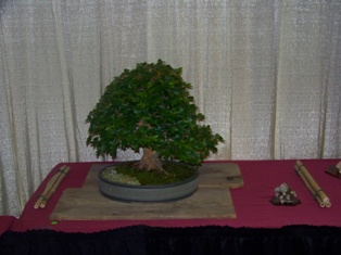 Professional bonsai exhibit #7 at MABS 2012 Spring Festival PIE, Mid-Atlantic Bonsai Societies