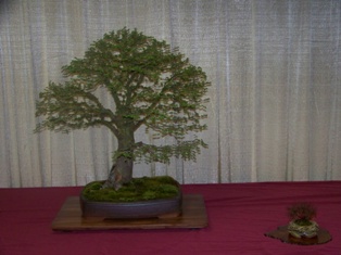 Professional bonsai exhibit #8 at MABS 2012 Spring Festival PIE, Mid-Atlantic Bonsai Societies