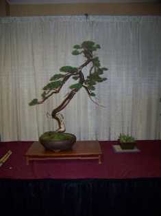 Professional bonsai exhibit #9 at MABS 2012 Spring Festival PIE, Mid-Atlantic Bonsai Societies