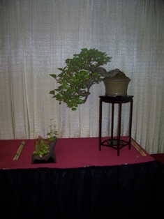 Professional bonsai exhibit #10 at MABS 2012 Spring Festival PIE, Mid-Atlantic Bonsai Societies