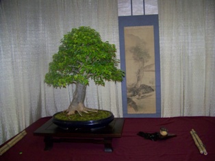 Professional bonsai exhibit #11 at MABS 2012 Spring Festival PIE, Mid-Atlantic Bonsai Societies