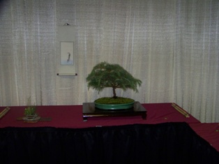 Professional bonsai exhibit #12 at MABS 2012 Spring Festival PIE, Mid-Atlantic Bonsai Societies