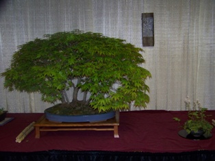 Professional bonsai exhibit #13 at MABS 2012 Spring Festival PIE, Mid-Atlantic Bonsai Societies