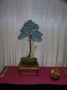 Professional bonsai exhibit #14 at MABS 2012 Spring Festival PIE, Mid-Atlantic Bonsai Societies