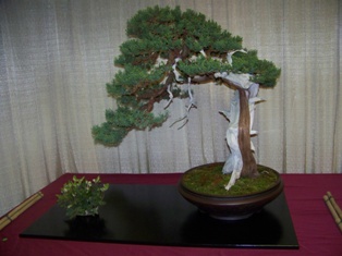 Professional bonsai exhibit #15 at MABS 2012 Spring Festival PIE, Mid-Atlantic Bonsai Societies