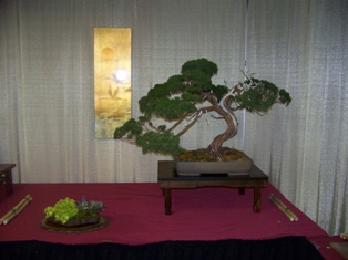 Professional bonsai exhibit #16 at MABS 2012 Spring Festival PIE, Mid-Atlantic Bonsai Societies