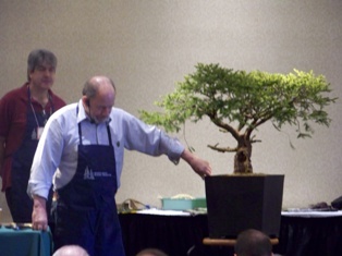 Chase Rosade hemlock bonsai demonstration step 1 at MABS 2012 Spring Festival