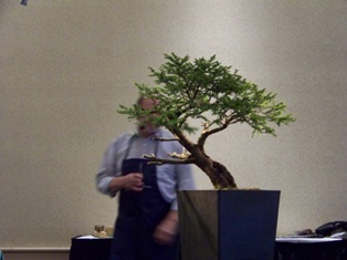 Chase Rosade hemlock bonsai demonstration step 3 at MABS 2012 Spring Festival