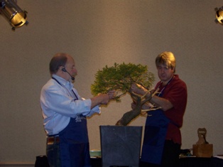 Chase Rosade hemlock bonsai demonstration step 4 at MABS 2012 Spring Festival