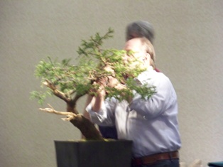 Chase Rosade hemlock bonsai demonstration step 7 at MABS 2012 Spring Festival