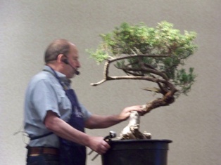 Chase Rosade juniper bonsai demonstration step 3 at MABS 2012 Spring Festival, NJ