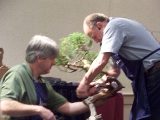 Chase Rosade juniper bonsai demonstration step 5 at MABS 2012 Spring Festival, NJ