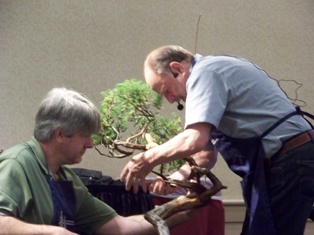 Chase Rosade juniper bonsai demonstration step 6 at MABS 2012 Spring Festival, NJ