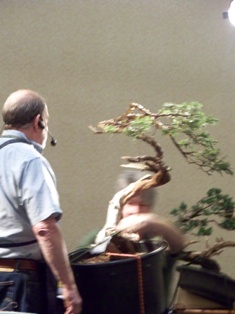 Chase Rosade juniper bonsai demonstration step 7 at MABS 2012 Spring Festival, NJ