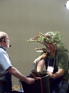 Chase Rosade juniper bonsai demonstration step 8 at MABS 2012 Spring Festival, NJ