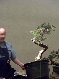 Chase Rosade juniper bonsai demonstration step 10 at MABS 2012 Spring Festival, NJ