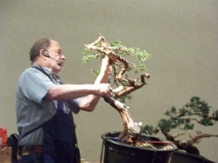 Chase Rosade juniper bonsai demonstration step 11 at MABS 2012 Spring Festival, NJ