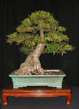 Member bonsai tree from GSBS collection