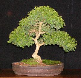 Member bonsai tree from GSBS collection