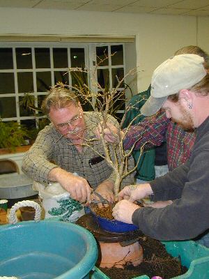 GSBS members working together on a bonsai at a meeting