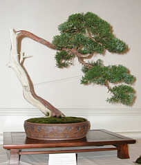 Member bonsai display at GSBS Open House 2004