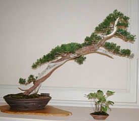 Bonsai variety at GSBS Open House 2004