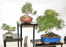 Accent plantings at GSBS Open House 2004