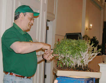 Bonsai demonstration sequence at GSBS Open House 2004