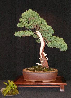 Juniper bonsai with deadwood features by Peter Michienzi