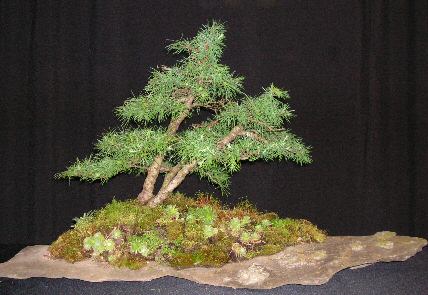 Pine bonsai growing over rock in root-over-rock style